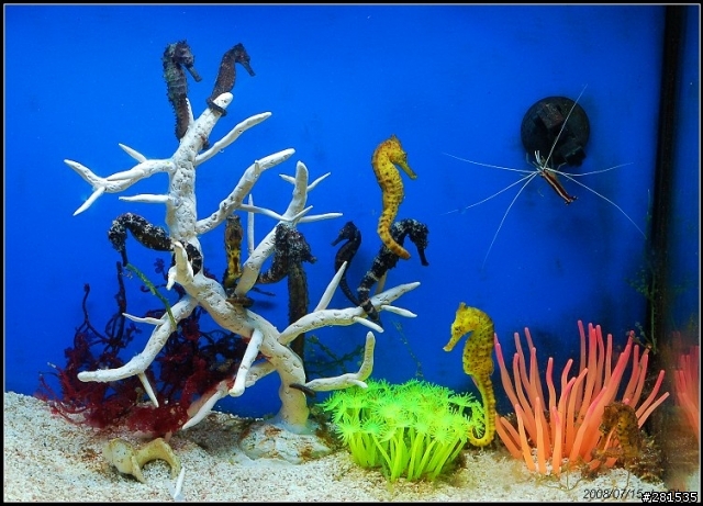 海綿寶寶的好朋友~> 我的海馬缸 (新鄰居-玩具虎)