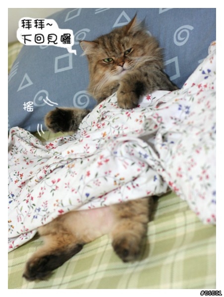 夏天冷氣房注意事項(你家的喵會蓋被子嗎??)