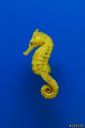海綿寶寶的好朋友~> 我的海馬缸 (新鄰居-玩具虎)
