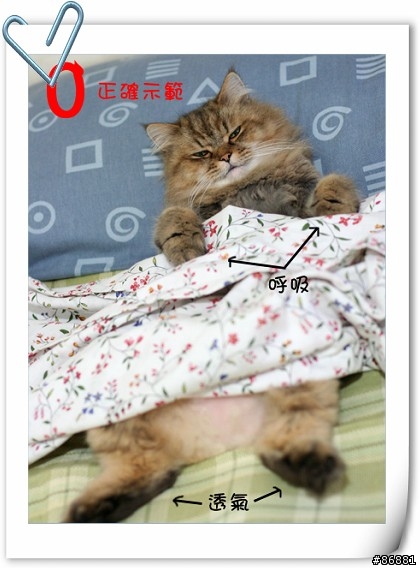 夏天冷氣房注意事項(你家的喵會蓋被子嗎??)
