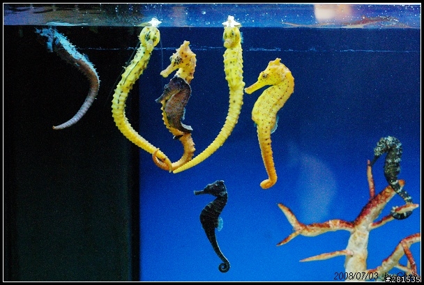 海綿寶寶的好朋友~> 我的海馬缸 (新鄰居-玩具虎)