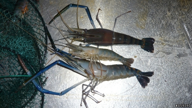 高雄新都釣蝦場一小時體驗營