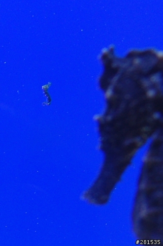 海綿寶寶的好朋友~> 我的海馬缸 (新鄰居-玩具虎)