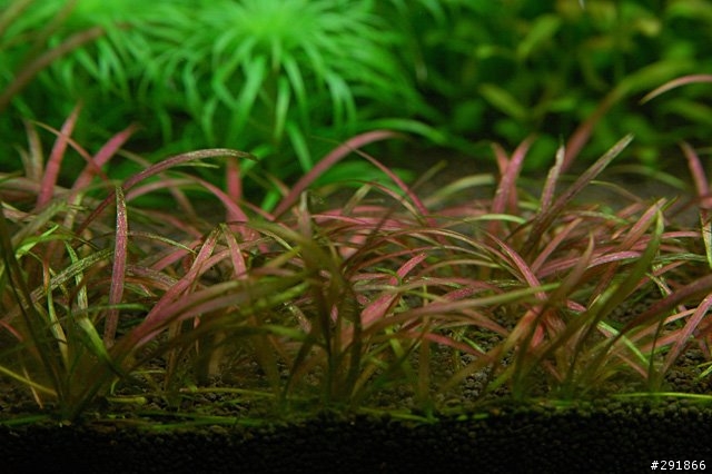 水草缸攝影經驗分享