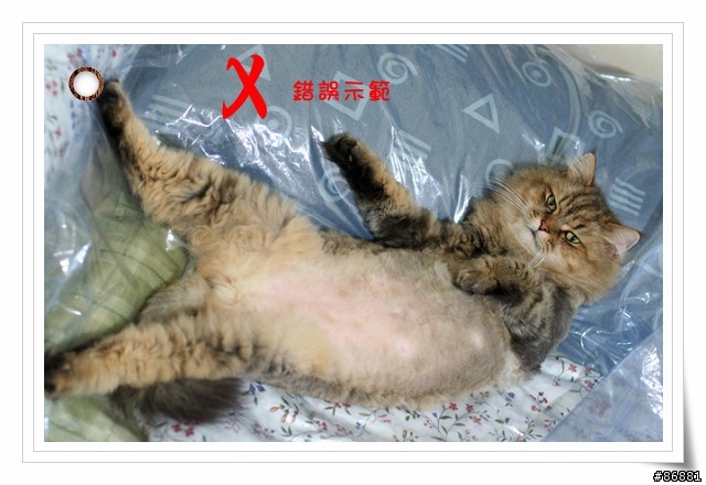 夏天冷氣房注意事項(你家的喵會蓋被子嗎??)