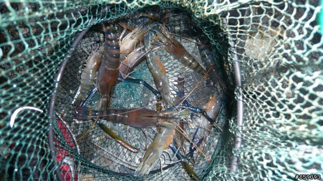 高雄新都釣蝦場一小時體驗營