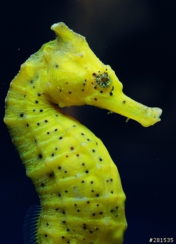 海綿寶寶的好朋友~> 我的海馬缸 (新鄰居-玩具虎)