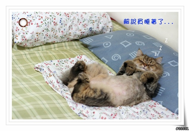 夏天冷氣房注意事項(你家的喵會蓋被子嗎??)