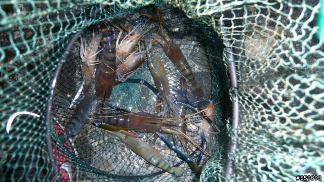 高雄新都釣蝦場一小時體驗營