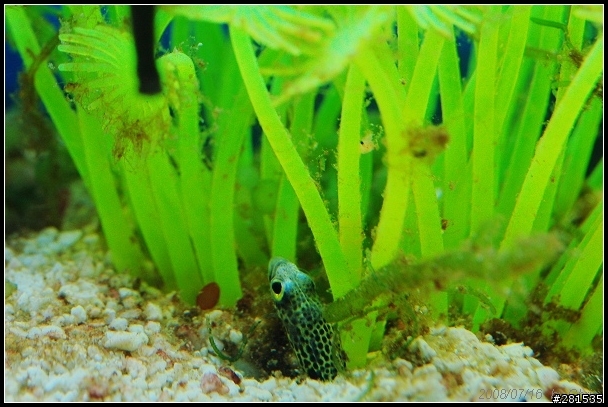 海綿寶寶的好朋友~> 我的海馬缸 (新鄰居-玩具虎)