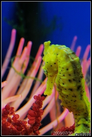 海綿寶寶的好朋友~> 我的海馬缸 (新鄰居-玩具虎)
