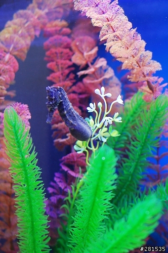 海綿寶寶的好朋友~> 我的海馬缸 (新鄰居-玩具虎)