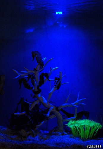 海綿寶寶的好朋友~> 我的海馬缸 (新鄰居-玩具虎)