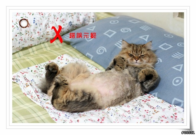夏天冷氣房注意事項(你家的喵會蓋被子嗎??)