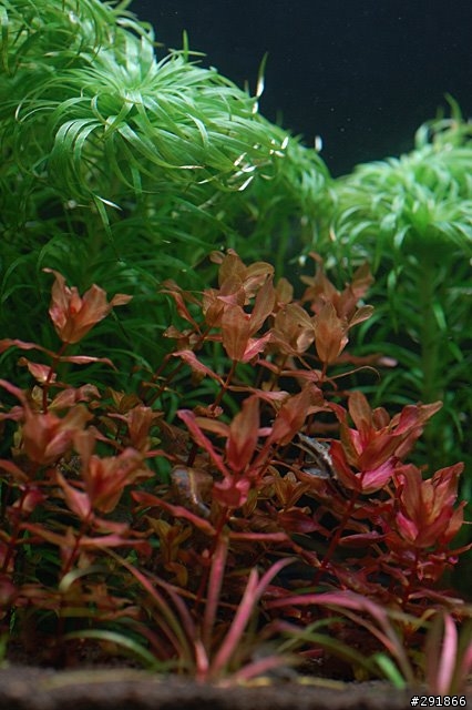 水草缸攝影經驗分享