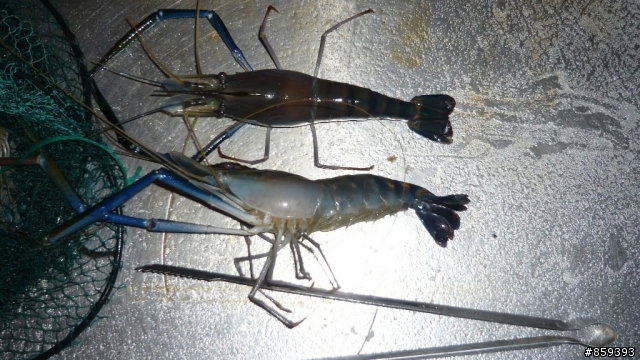 高雄新都釣蝦場一小時體驗營