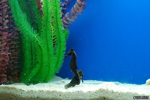海綿寶寶的好朋友~> 我的海馬缸 (新鄰居-玩具虎)