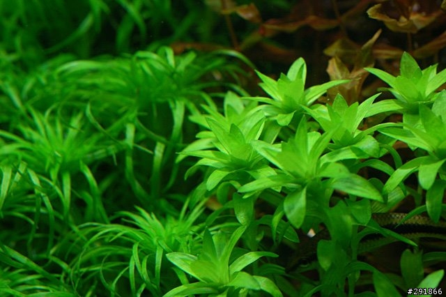 水草缸攝影經驗分享