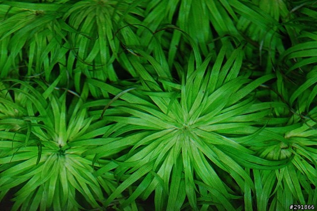 水草缸攝影經驗分享