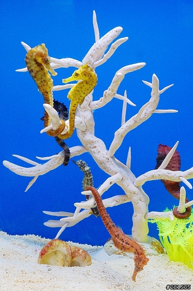 海綿寶寶的好朋友~> 我的海馬缸 (新鄰居-玩具虎)