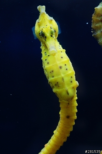 海綿寶寶的好朋友~> 我的海馬缸 (新鄰居-玩具虎)