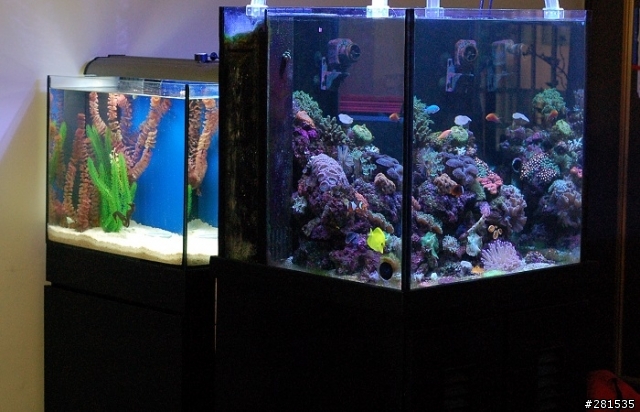 海綿寶寶的好朋友~> 我的海馬缸 (新鄰居-玩具虎)