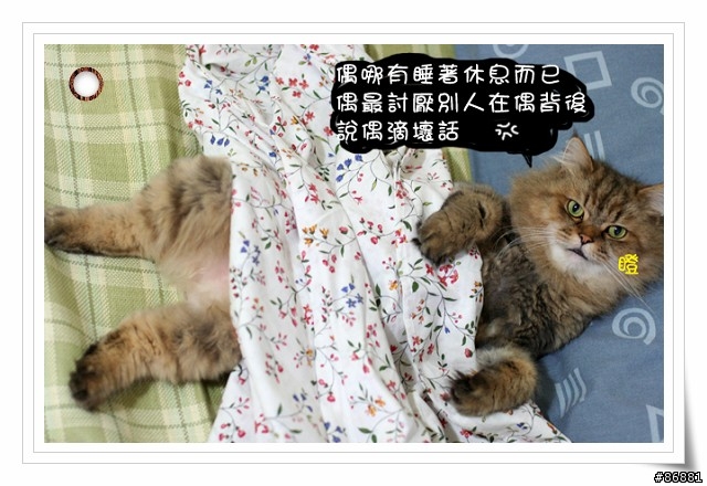 夏天冷氣房注意事項(你家的喵會蓋被子嗎??)