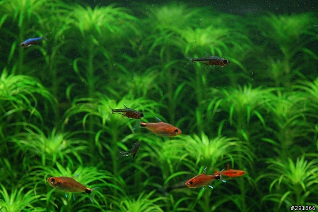 水草缸攝影經驗分享