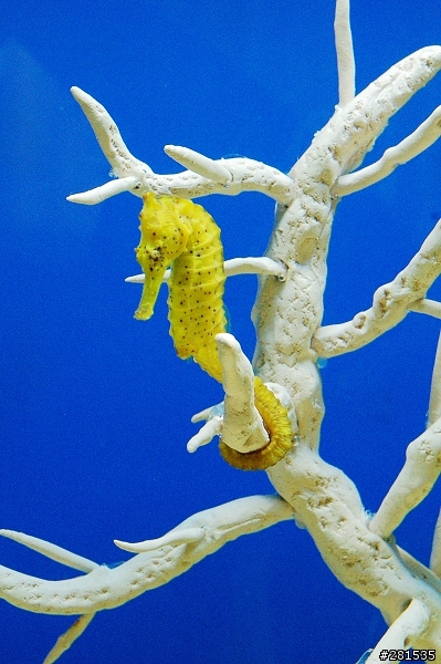 海綿寶寶的好朋友~> 我的海馬缸 (新鄰居-玩具虎)
