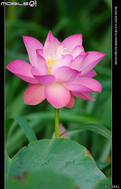 分享Tamron 70-200 F2.8 (For NIKON)的散景跟實拍