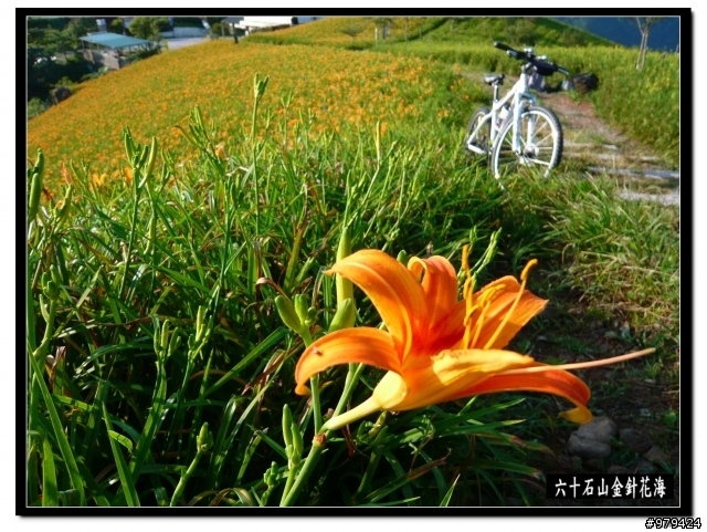 閃電型切地瓜~環"島"之旅