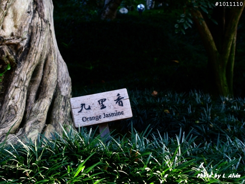 IMG_2000....慶祝我的G9累拍了兩千多張了>_