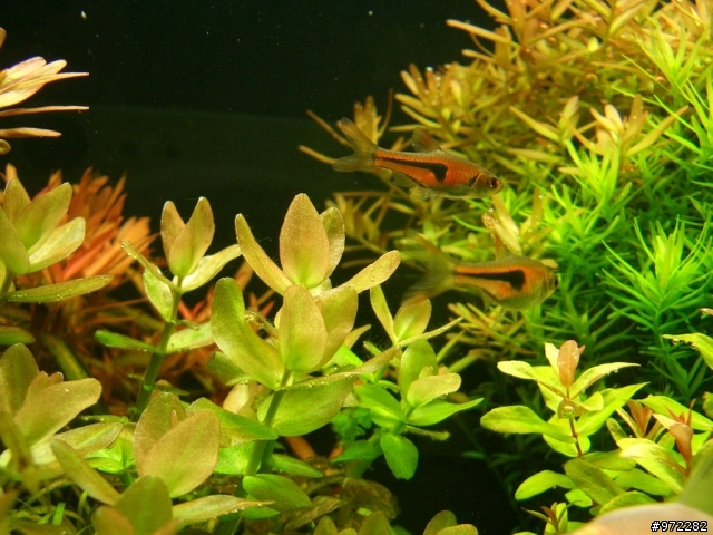 看著魚缸發呆