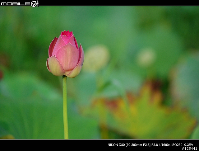 分享Tamron 70-200 F2.8 (For NIKON)的散景跟實拍