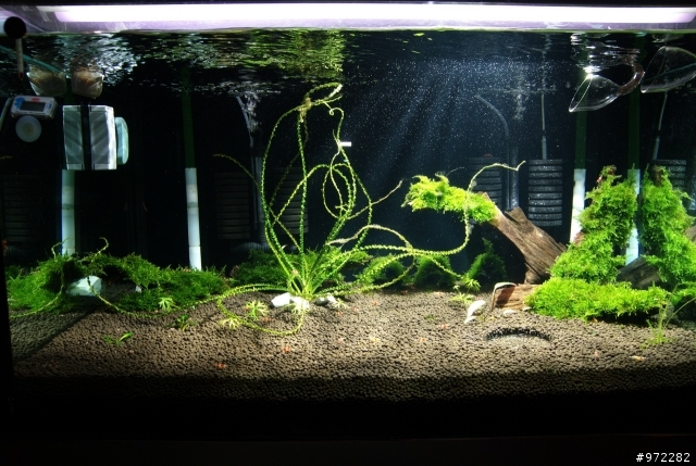 看著魚缸發呆