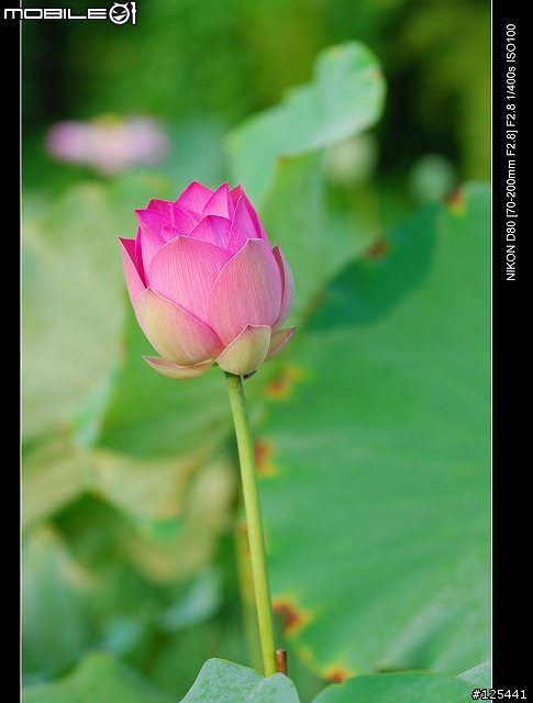 分享Tamron 70-200 F2.8 (For NIKON)的散景跟實拍