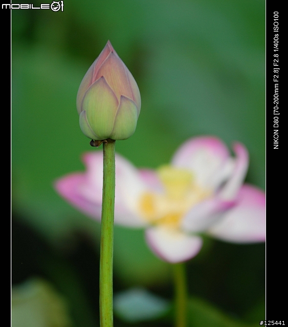 分享Tamron 70-200 F2.8 (For NIKON)的散景跟實拍