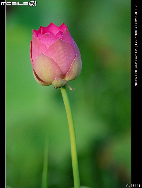 分享Tamron 70-200 F2.8 (For NIKON)的散景跟實拍