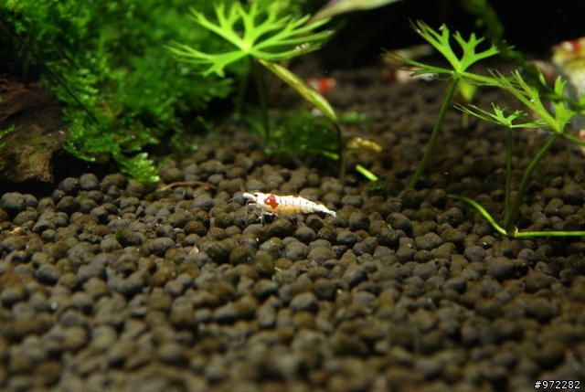 看著魚缸發呆