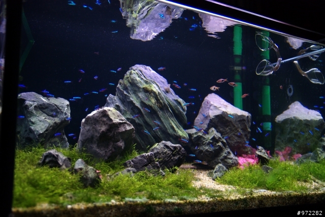看著魚缸發呆