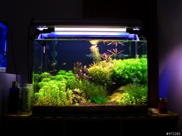看著魚缸發呆