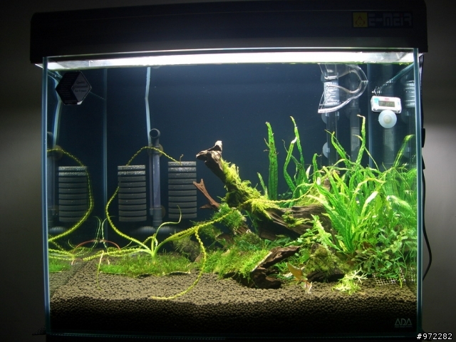 看著魚缸發呆