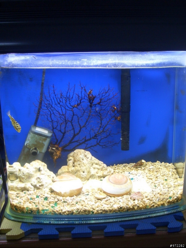看著魚缸發呆