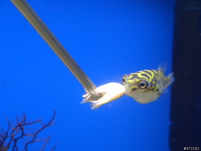 看著魚缸發呆