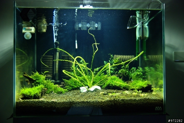看著魚缸發呆
