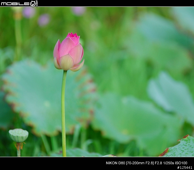 分享Tamron 70-200 F2.8 (For NIKON)的散景跟實拍