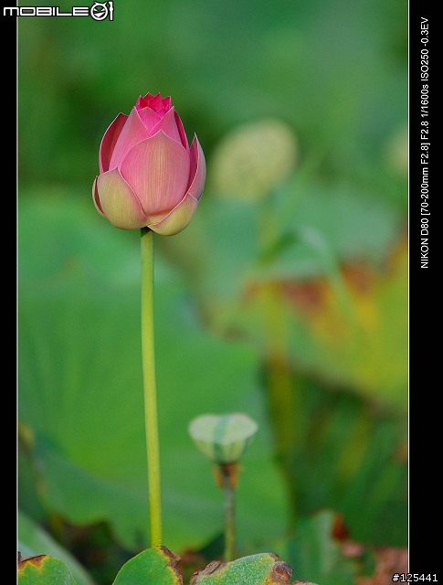 分享Tamron 70-200 F2.8 (For NIKON)的散景跟實拍