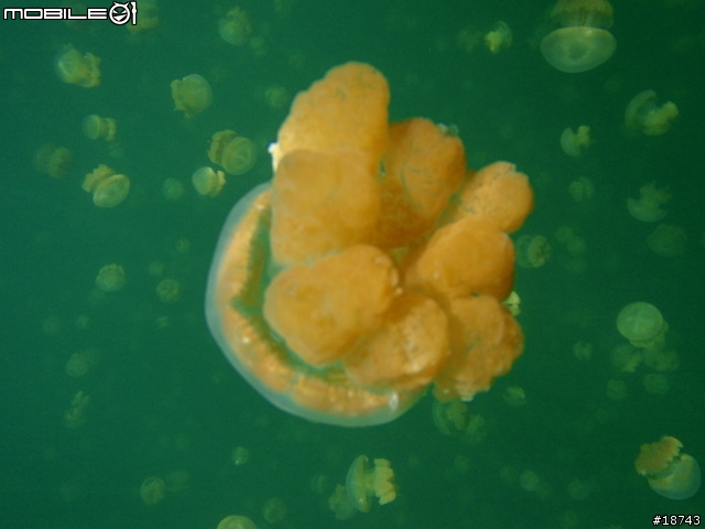 防水 10 公尺深的數位相機 Olympus μ-1030SW