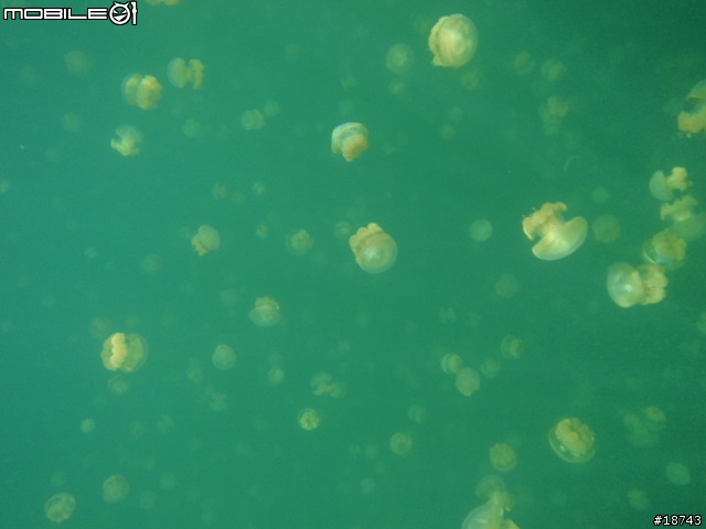 防水 10 公尺深的數位相機 Olympus μ-1030SW