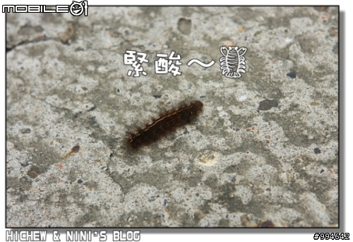 三峽-皇后鎮森林